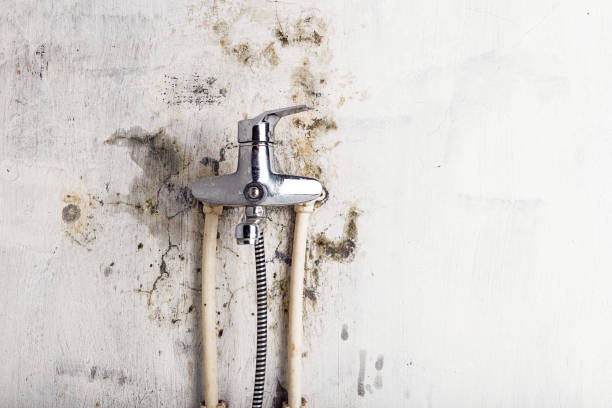 Best Professional Mold Removal  in Lake San Marcos, CA