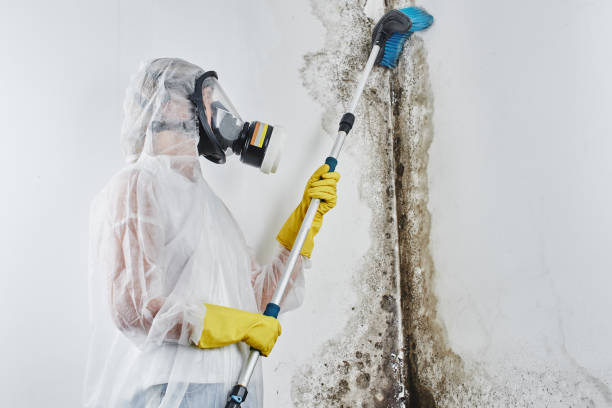Attic Mold Removal in Lake San Marcos, CA