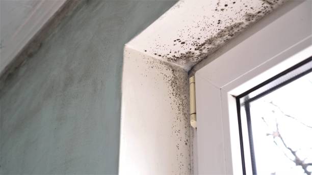 Best Attic Mold Removal  in Lake San Marcos, CA