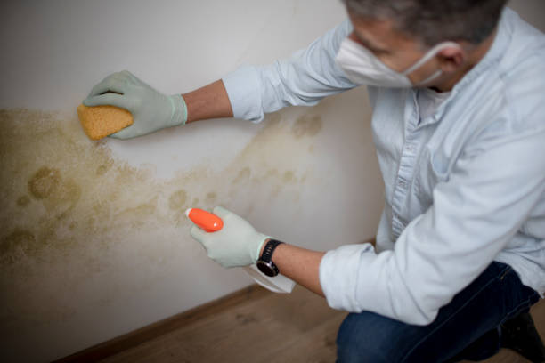 Best Commercial Mold Removal  in Lake San Marcos, CA