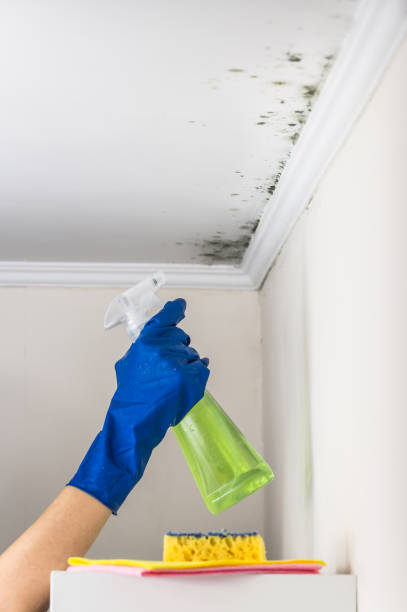 Best Toxic Mold Removal  in Lake San Marcos, CA